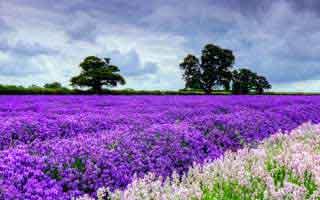 华明装备：公司有发布员工持股计划，制定了三年归母扣非净利润的考核目标